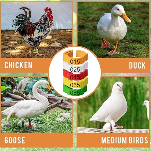 Adjustable 100 Pcs Chicken Leg Rings, Colorful Numbered Chicken Identification Leg Bands, Durable Poultry Leg Bands for Chickens Ducks Goose Turkey