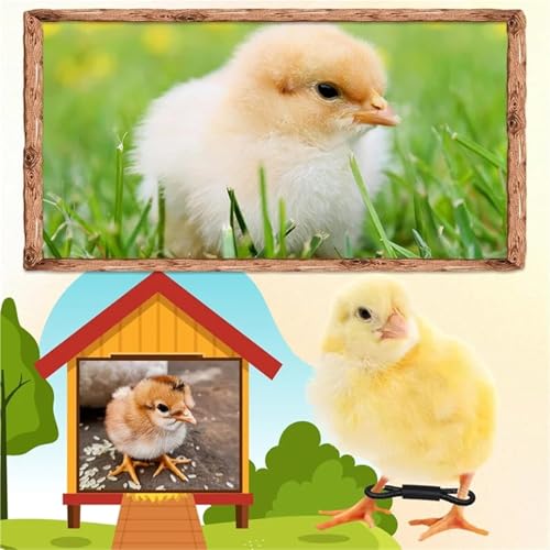 Chicken Leg Bands 600 Pcs Adjustable Chicken Leg Band, for Baby Chick 150 Pieces Hobble Braces, Poultry Spraddle for Newborn Chicks of 1 to 3 Days