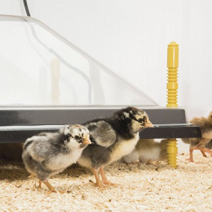 Premier 1 Chick Heating Plate Kit with Adjustable Legs | Includes Anti-Perch Cover | 16"x24" Plate Warms Up to 50 Chicks