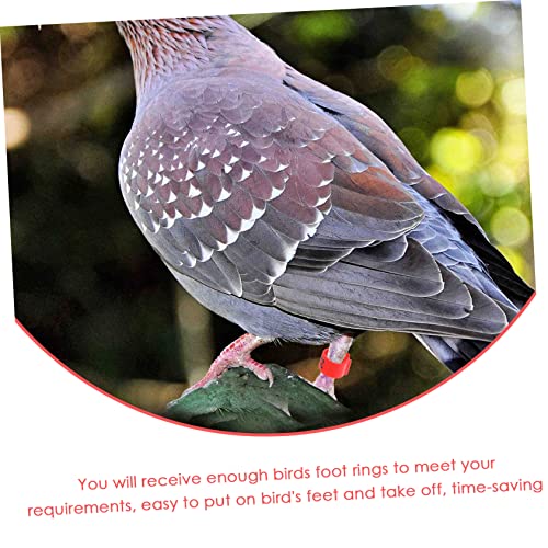 100pcs Bright Colors Meat Pigeon Anklet Pigeon Foot Rings Poultry Leg Bands Identification Ring for Birds Chicken Supplies