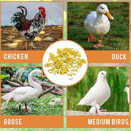 100PCS 20mm Chicken Leg Bands, 001 to 100 Numbered Colorful Chicken Birds Poultry Identification Leg Bands for Chicks Ducks Pigeons Goose Quail Yellow (Yellow) - color: Yellow