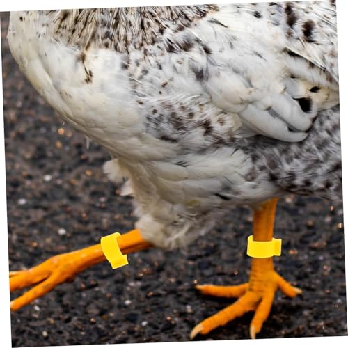 100Pcs Adjustable Chicken Leg Bands Open-Style Clips for Poultry Identification Colorful Marking Rings for Ducks Geese and Gamefowl Color