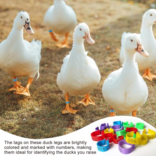100 Pcs Chicken Leg Bands,16mm Chicken Bands,for Chicks Ducks Bantam Guinea Pigeons,for Easy Flock Management