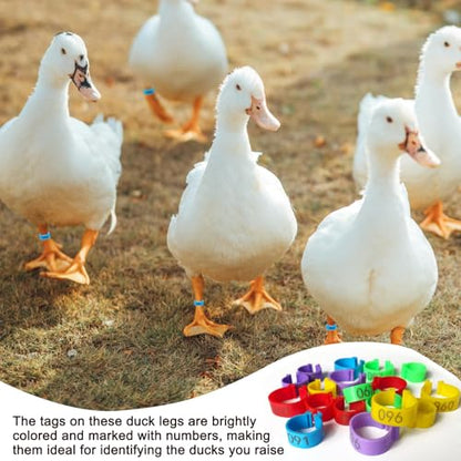 100 Pcs Chicken Leg Bands,16mm Chicken Bands,for Chicks Ducks Bantam Guinea Pigeons,for Easy Flock Management