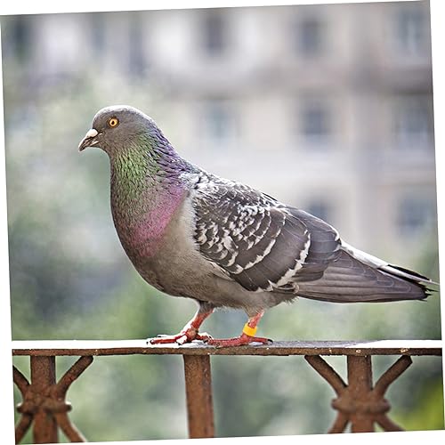 Hemoton 100pcs Bird Accessories Poultry Foot Band Rings Chicken Toys Blank Duck Bands Clip Leg Ring for Pigeon Parrots