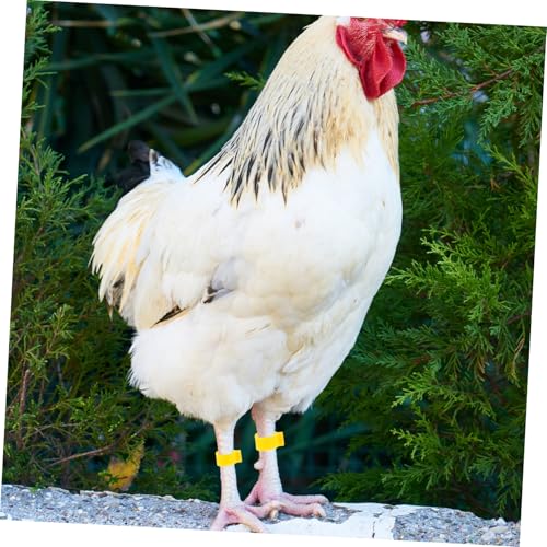 100Pcs Adjustable Chicken Leg Bands Open-Style Clips for Poultry Identification Colorful Marking Rings for Ducks Geese and Gamefowl Color