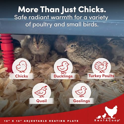RentACoop 12x12” Adjustable Heating Plate with Bonus Foldable Anti-Roost Cone for up to 20 Chicks | Chick Brooder Heat Plate – Energy-Efficient 22-Watt Chick Heater - Safer Than Heat Lamps