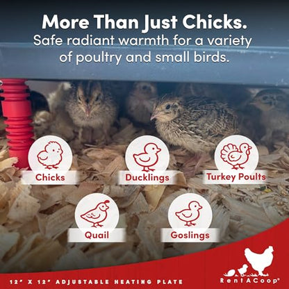 RentACoop 12x12” Adjustable Heating Plate with Hard Anti-Roost Cone Set and Removable Comfort Feathers - Chick Brooder Heat Plate Warms Up to 20 Chicks – Energy Efficient - Safer Than Heat Lamps