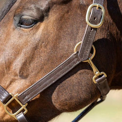 Jeffers Versailles Triple Stitched Leather Horse Halter with Double Buckle Crown & Throat Snap, Adjustable Premium Leather - size: Cob