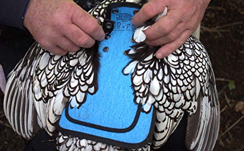 DOWN UNDER OUTDOORS Medium-Large Chicken Saddle with Adjustable Straps, Chicken Apron, Poultry Saver, Pet Supplies, Including Shoulder Cover (Blue) - color: Blue