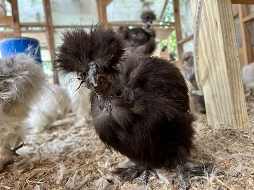 Silkie Chicken Fertile Hatching Eggs - Shipped in Foam from Silky Birds