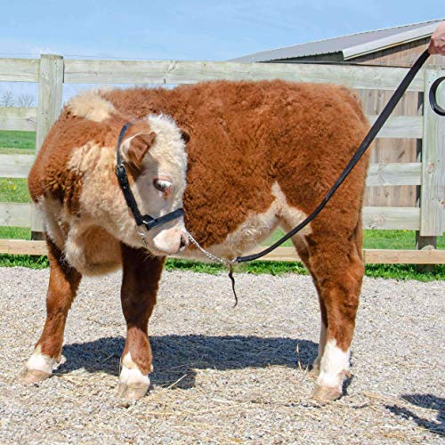 Derby Originals Premium Fancy Stitch Flat Leather Cattle Show Halter – Adjustable Fit with 48" Lead and 14" Chain, Small/Medium/Large – 1-Year Warranty - color: Havana, size: Medium (650-1050lbs)