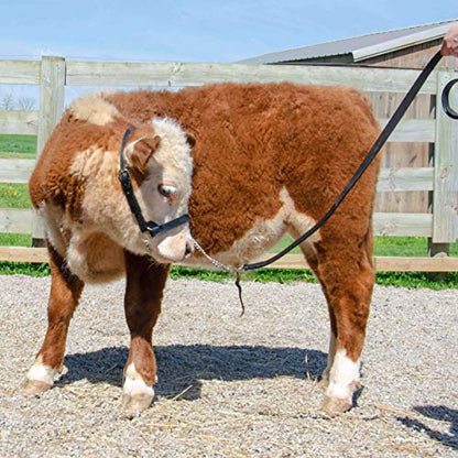 Derby Originals Premium Fancy Stitch Flat Leather Cattle Show Halter – Adjustable Fit with 48" Lead and 14" Chain, Small/Medium/Large – 1-Year Warranty - color: Havana, size: Medium (650-1050lbs)
