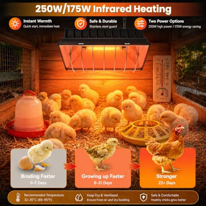 Heat Lamp for Chickens, Coop Heater for Chicks with 2pcs Heating Bulbs (250W&175W), Adjustable Temp.& Hanging Heights, Brooder Heater for Indoor Outdoor Use in Livestock Supplies (2, Black) - size: 2PCs