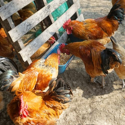Goovilla Chicken Feeder Waterer, Hanging or Screw-in Fence Feeders with Clips, 2 Pack 5 Quart Goat Feeding Supplies, Duck Piglet Sheeple Coop Dog Livestock Poultry Plastic Feeder Trough Bucket, Blue - color: Dark Blue, size: 5 Quart