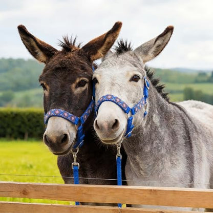 1 Set Miniature Donkey Halter with Lead Ropes, Cute and Stylish Adjustable Nylon Head Collar Set for Miniature Donkeys (Blue) - color: blue