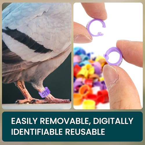 Pigeon Foot Rings – Colorful Numbered Bird Leg Bands, 100 pcs | Readable identification bands for birds