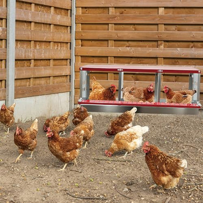 XINYI Chicken Nesting Boxes for Laying Eggs, Metal Coop for 3 Chickens,Roll Away Nesting Boxes,Easy Egg Collection, Brooder Box for Rabbit, Squirrel, Parakeet, Owl, Cockatiel, Robin - size: 3 Compartments