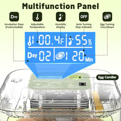 12 Egg Incubator with Automatic Egg Turning and Humidity Control, LED Egg Candling Light, Customized Incubation Days, Incubators for Hatching Eggs, Chicken Quail Parrot Pigeon Birds, Green - color: Green