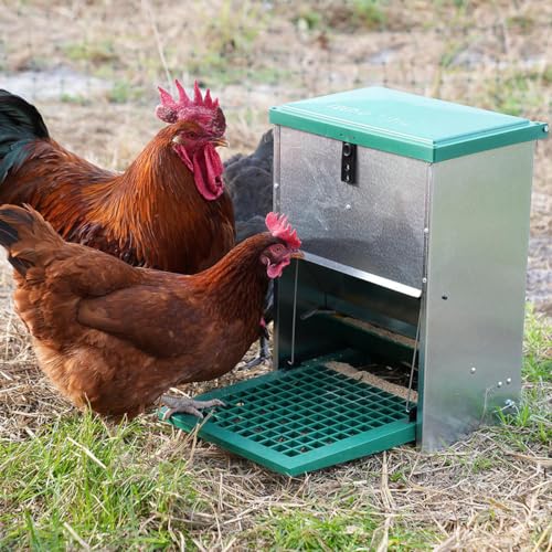 Hatching Time Treadle Chicken Feeder – 26 lb Capacity – Weight-Activated Outdoor Poultry Feeder – Rodent-Resistant, Galvanized Metal, Weatherproof Design for Chickens, Ducks, Game Birds - size: 26 Pound