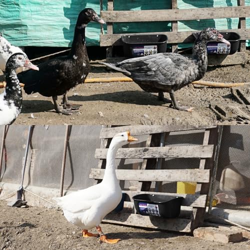 Goovilla Chicken Feeder Waterer, Hanging or Screw-in Fence Feeders with Clips, 2 Pack 5 Quart Goat Feeding Supplies, Duck Piglet Sheeple Coop Dog Livestock Poultry Plastic Feeder Trough Bucket, Black - color: Black, size: 5 Quart