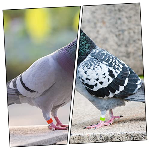 300pcs Dove Foot Ring Chicken Leg Bands Resistant to Cold Heat Leg Bands for Birds