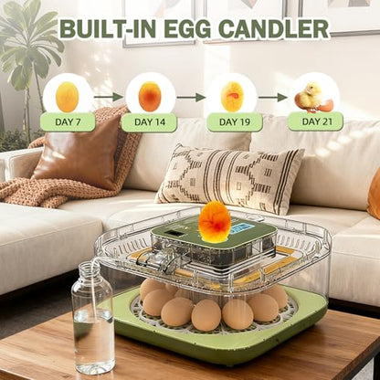 XOTTI Incubator for Hatching Egg, 12 Egg Incubators with Temperature and Humidity Control, Automatic Turner, Candler, 360° Viewing for Dry Hatch Chicken, Duck, Quail, Goose, Parrot and Pigeon - size: 12 Eggs
