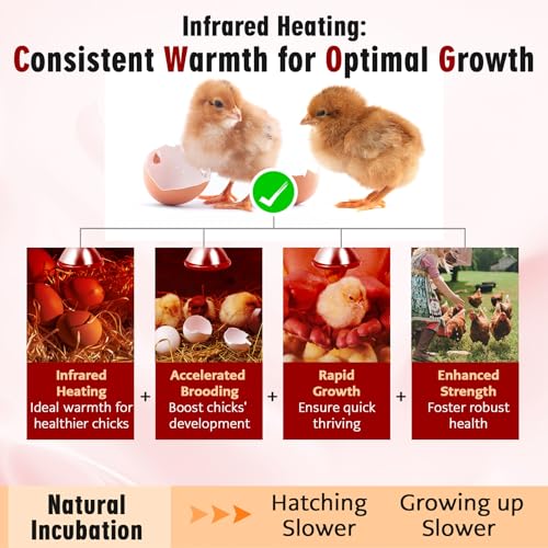 Heat Lamp, 175W Heat lamp Bulbs, PAR38 Infrared Heat lamp, Halogen Heat for Food Service, Brooder Bulb, Chicks, Pet, Bathroom, Light Therapy Use E26 Base, Flood Light Heat Lamp. 2 Pack