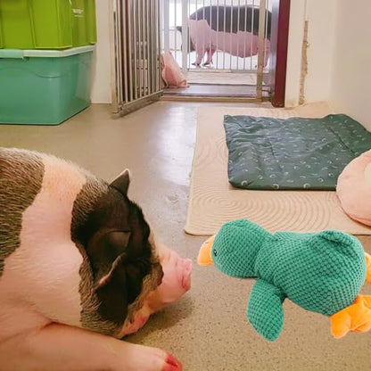 Pig Toy - Toys for Pigs, Duck Squeaky Pig Toy - Calming Duck Toys for Mini Pigs, Interactive Pig Chew Plush Enrichment Ducks for Pet Pigs Supplies to Keep Them Busy
