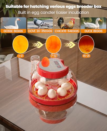 8-18 Chinken Incubators for Hatching Eggs with Automatic Egg Turning and Humidity Control Automatic Water Refill,Egg Candler Nature Right 360 Incubator Duck Quail Chick Turkey Hatching Incubator - size: 8