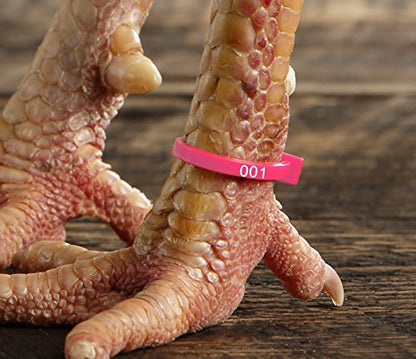 50 ZBand Numbered Poultry Leg Bands Fluorescent ~ Fits Sizes 6 to 14