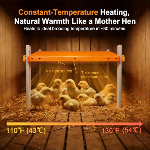 Chick Brooder Heating Plate, Briidea 80W Brooder Heater with 110–130℉ Constant Heat, Energy-Efficient, Adjustable Height & Angle, 10 PET Cleaning Film, Warmth Like Hen, 10" x 10" for 15 Small Poultry - color: Straight support