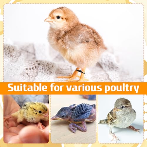 100 Pcs Baby Chicken Splay Leg Hobble Braces, Adjustable Poultry Leg Bands for 1-3 Days Newly Hatched Chicks, Quails, Ducks, Practical Spraddle Legs Repair Support Straps for Newborn Poultry (Black)