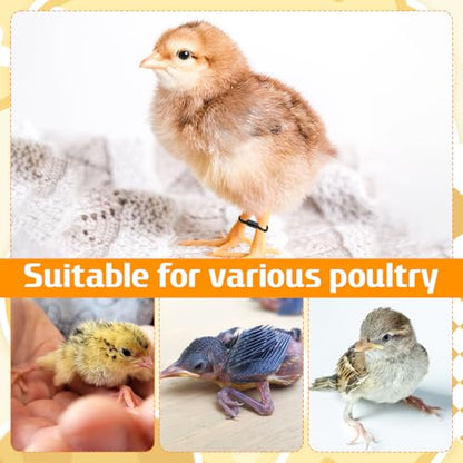 100 Pcs Baby Chicken Splay Leg Hobble Braces, Adjustable Poultry Leg Bands for 1-3 Days Newly Hatched Chicks, Quails, Ducks, Practical Spraddle Legs Repair Support Straps for Newborn Poultry (Black)