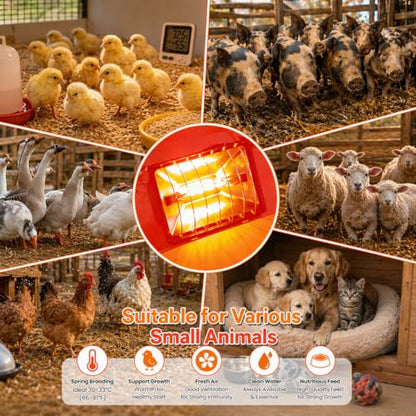 Heat Lamp for Chickens, Coop Heater for Chicks with 2pcs Heating Bulbs (250W&175W), Adjustable Temp.& Hanging Heights, Brooder Heater for Indoor Outdoor Use in Livestock Supplies (2, Black) - size: 2PCs