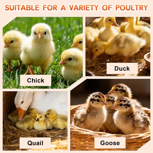 Brooder Box for Chicks Starter Kit,Dual Doors Chicken Brooder Playpen with Chick Heating Plate,Nesting Pad,Feeder & Waterer,Portable Chick Enclosure for Baby Chicks,Ducks & Quail,Holds Up to 15 Chicks