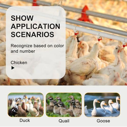 100 Pcs Chicken Leg Bands,16mm Chicken Bands,for Chicks Ducks Bantam Guinea Pigeons,for Easy Flock Management