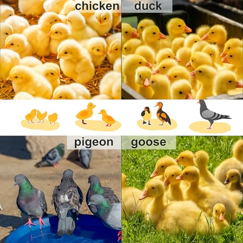 Adjustable 16x16 Brooder Heating Plate for Baby Chicks | Constant Efficient Warmth, Safe Energy-Saving, Easy to Assemble and Clean, Perfect for Chicken Brooding