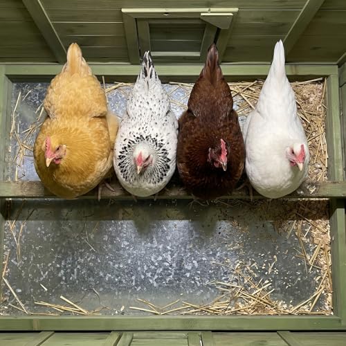 70" Automatic Chicken Coop with Solar-Powered Door & Remote – Smart Outdoor Hen House with Timer & Light Sensor, Solid Wood Poultry Cage with 2 Nesting Boxes, Ventilated Design & Pull-Out Tray
