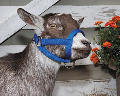 Weaver Leather LivestockWeaver Leather Livestock Goat Halter, Blue, 3/4" Large