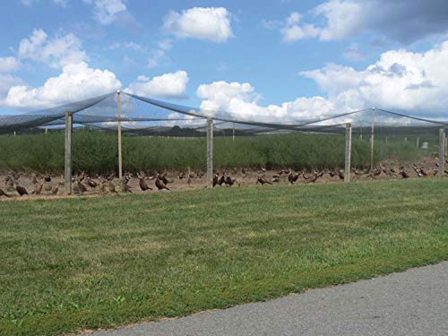 Stromberg's 1" Knotted Netting, Game Bird Netting, Heavy Duty, Chicken Coops, Gardening, UV-Resistant, 85 lb. Break Strength, 50'x100' - style: 1" Netting - 50' x 100'