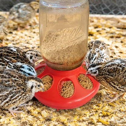No Drown Screw-On Chick Waterer and Feeder Base Quail & Chick Compatible with 1 Little Pint Threaded Neck Bottle（Bottle not Included