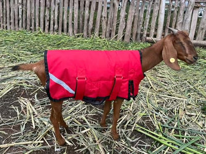 Winter Goat Blanket with Adjustable Belly Wrap for Teenage Lambs (4-8 Months), Adult Goats, Sheep, Medium/Large Breed Dogs, Calves & Mini Pigs, 1680D Water Resistant, 150g 【25.5” Back】 - color: Red, size: Small