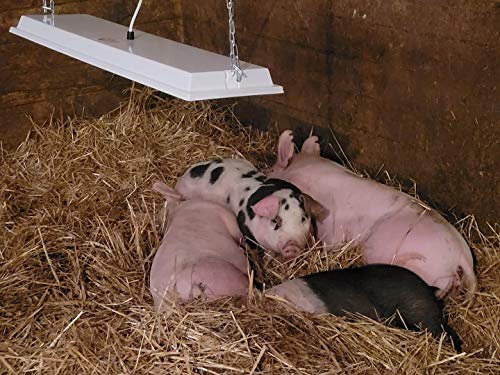 Safe Heater for Chicks, Coops, & Animals, OH11x40, 150 Watt