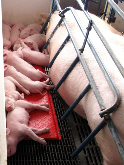 KANE Baby Pig Heat Mat, Single 36" - size: Single 36"