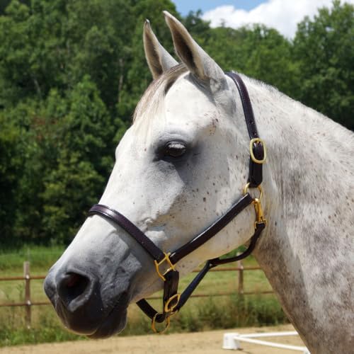 Country Pride Quiet Creek Double Stitched Refined Premium Leather Halter - color: Brown, size: Cob