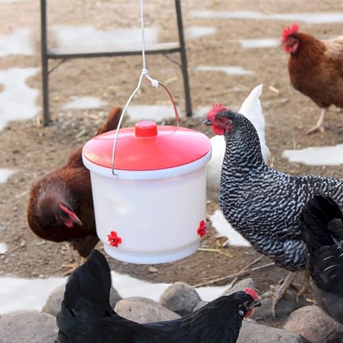 Farm Innovators 2 Pack Heated Chicken Waterer, Poultry Drinker Bucket, 2 Gallon - color: 2 Gallon, size: 2 Pack