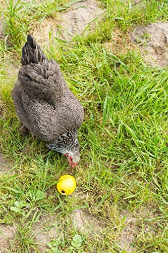 Lixit® Chicken Feeder Treat Ball Toy - Chicken Coop Peck Toy - Chick Slow Feeder and Enrichment Ball (Yellow, 1 Pack) - size: 1 Pack