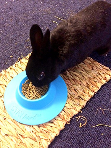 Tip-Proof Ergonomic Pet Bowl for Guinea Pig and Other Small Pets; 1/4-Cup Size; Sky Blue (Pack of 2) - size: Small 1/4 cup (Pack of 2)