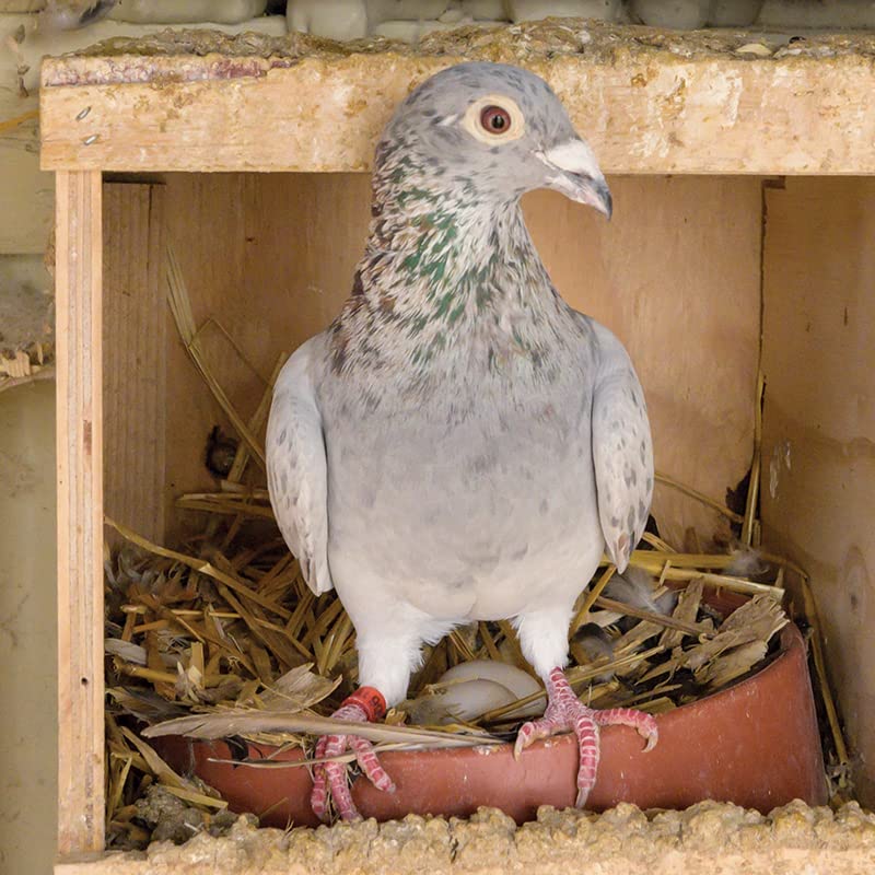 Premier 1 Easy to Clean Plastic Nest for Pigeons (Nesting Mat - 10 Pack) - color: Nesting Mat - 10 Pack